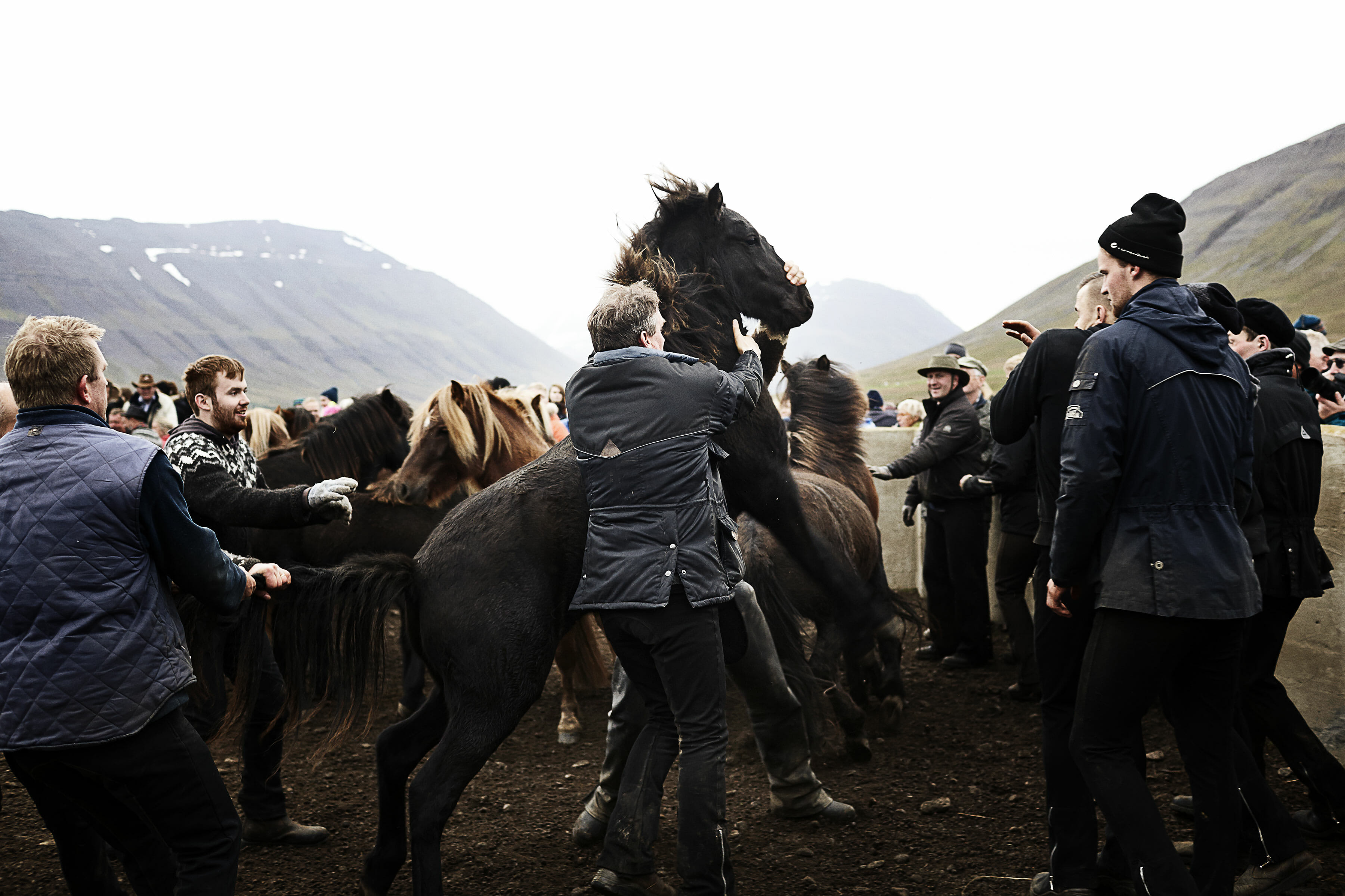 Islandske heste samles om efteråret © fotograf Ida Schmidt
